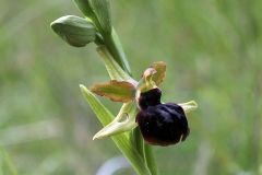 Ophrys passionis subsp. majellensis (H. & H. Daiss) Romolini & Soca