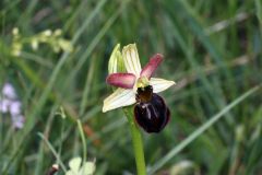 Ophrys passionis subsp. majellensis (H. & H. Daiss) Romolini & Soca