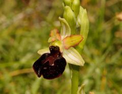 Ophrys passionis subsp. majellensis (H. & H. Daiss) Romolini & Soca