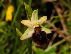 Ophrys passionis subsp. majellensis (H. & H. Daiss) Romolini & Soca