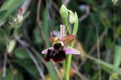 Ophrys passionis subsp. majellensis (H. & H. Daiss) Romolini & Soca