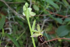 Ophrys passionis subsp. majellensis (H. & H. Daiss) Romolini & Soca