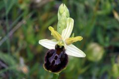 Ophrys passionis subsp. majellensis (H. & H. Daiss) Romolini & Soca