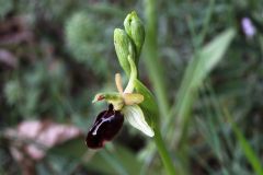 Ophrys passionis subsp. majellensis (H. & H. Daiss) Romolini & Soca