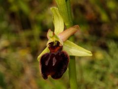 Ophrys passionis subsp. majellensis (H. & H. Daiss) Romolini & Soca