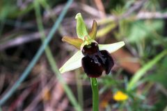 Ophrys passionis subsp. majellensis (H. & H. Daiss) Romolini & Soca