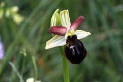 Ophrys passionis subsp. majellensis (H. & H. Daiss) Romolini & Soca