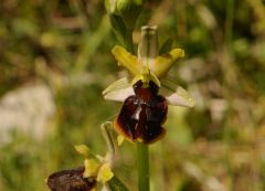 Ophrys passionis subsp. majellensis (H. & H. Daiss) Romolini & Soca