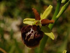 Ophrys passionis subsp. majellensis (H. & H. Daiss) Romolini & Soca