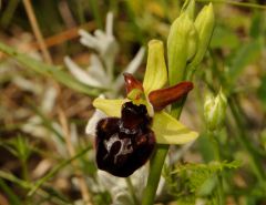 Ophrys passionis subsp. majellensis (H. & H. Daiss) Romolini & Soca