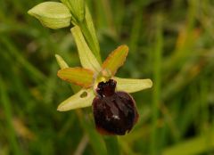 Ophrys passionis subsp. majellensis (H. & H. Daiss) Romolini & Soca