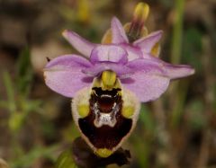 Ophrys tenthredinifera subsp. neglecta (Parl.) E.G.Camus