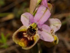 Ophrys tenthredinifera subsp. neglecta (Parl.) E.G.Camus