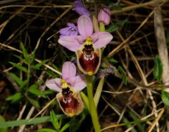 Ophrys tenthredinifera subsp. neglecta (Parl.) E.G.Camus