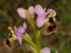 Ophrys tenthredinifera subsp. neglecta (Parl.) E.G.Camus