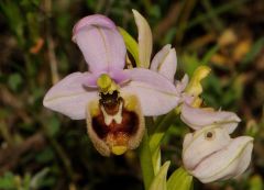 Ophrys tenthredinifera subsp. neglecta (Parl.) E.G.Camus