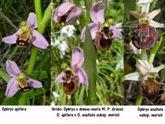 Ophrys x domus-maria M.P. Grasso