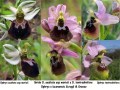 Ophrys x laconensis Scrugli et Grasso M.P. Grasso