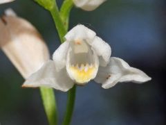 Cephalanthera longifolia (L.) Fritsch