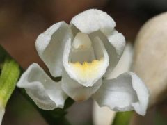 Cephalanthera longifolia (L.) Fritsch