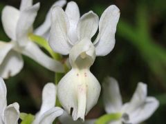 Orchis provincialis Balbis ex Lamarck & DC