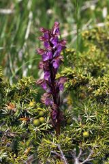 Orchis spitzelii Sauter ex Lam. & DC.