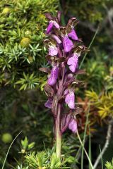 Orchis spitzelii Sauter ex Lam. & DC.