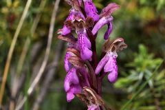 Orchis spitzelii Sauter ex Lam. & DC.