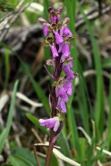 Orchis spitzelii Sauter ex Lam. & DC.