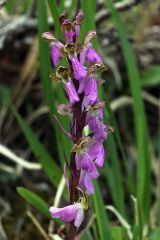 Orchis spitzelii Sauter ex Lam. & DC.