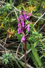 Orchis spitzelii Saut. ex Lam. & DC.