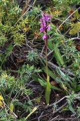 Orchis spitzelii Sauter ex Lam. & DC.