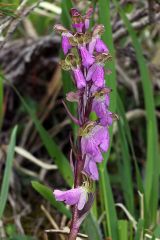 Orchis spitzelii Sauter ex Lam. & DC.