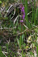 Orchis spitzelii Saut. ex Lam. & DC.