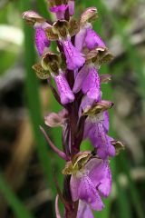 Orchis spitzelii Sauter ex Lam. & DC.