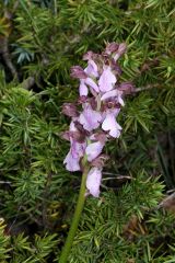 Orchis spitzelii Sauter ex Lam. & DC.