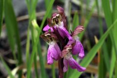 Orchis spitzelii Sauter ex Lam. & DC.