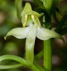 Platanthera chlorantha (Custer) Rchb.