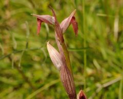 Serapias parviflora Parl.