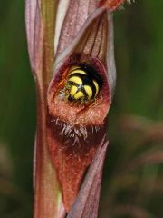 Serapias vomeracea subsp. vomeracea (Burm. F.) Briq.