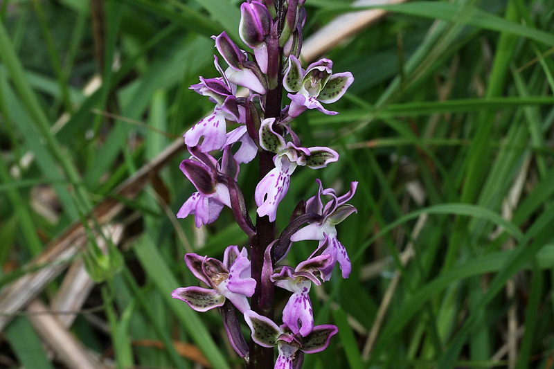 Orchis patens Desf.