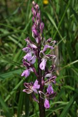 Orchis patens Desf.