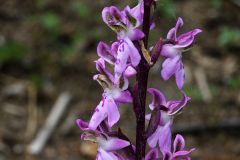 Orchis patens Desf.