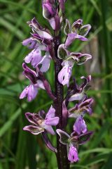 Orchis patens Desf.