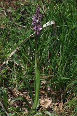 Orchis patens Desf.