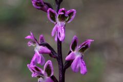 Orchis patens Desf.