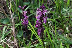 Orchis patens Desf.