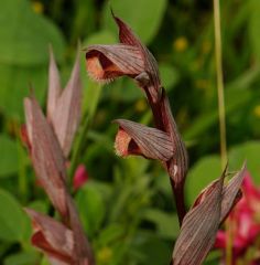 Serapias bergonii E.G. Camus