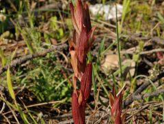 Serapias bergonii E.G. Camus