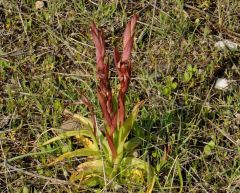 Serapias bergonii E.G. Camus